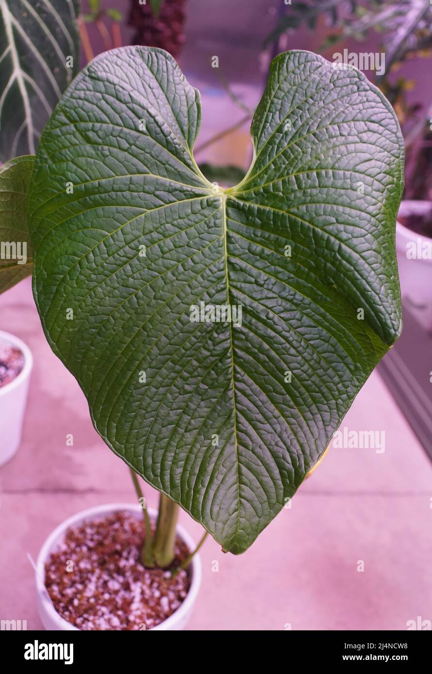 Beautiful love-shaped leaf of Anthurium Rugulosum Lluruqui, a rare and popular houseplant Stock Photo