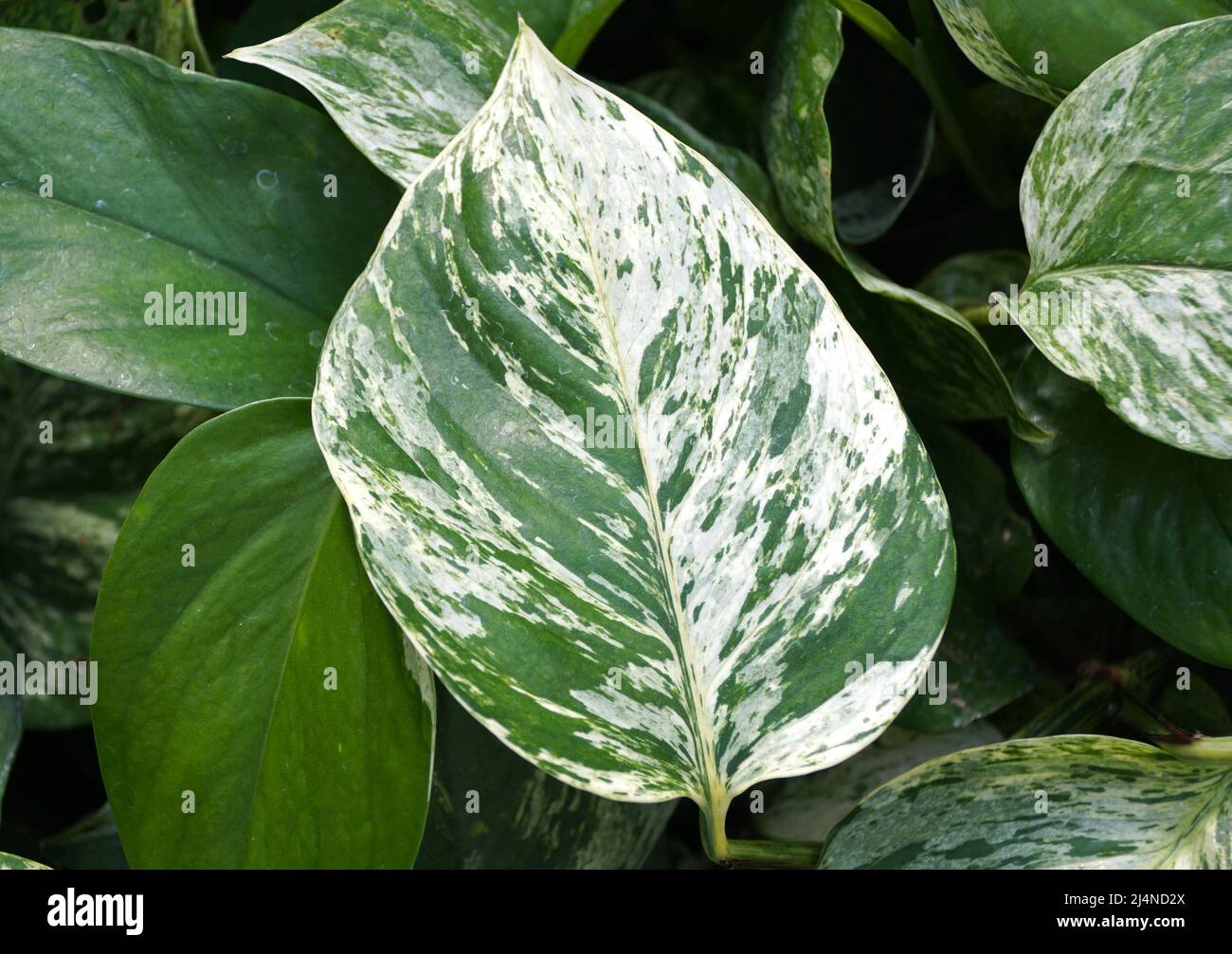 The white and green variegated leaves of Marble Queen Pothos Stock Photo