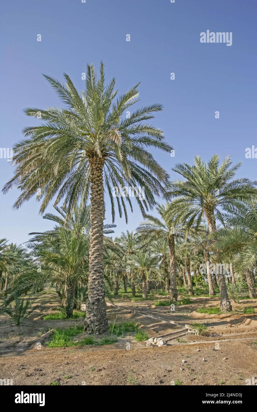 A date plantation with a traditional falaj, or irrigation channel, at Dhaid in the Emirate of Sharjah in the United Arab Emirates. Stock Photo