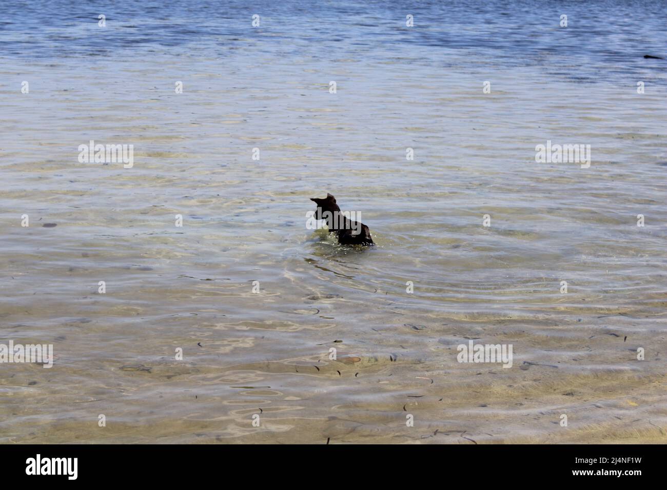 A black dog taking a dip in the sea at Peli Island in Manus Province, Papua New Guinea (PNG) Stock Photo