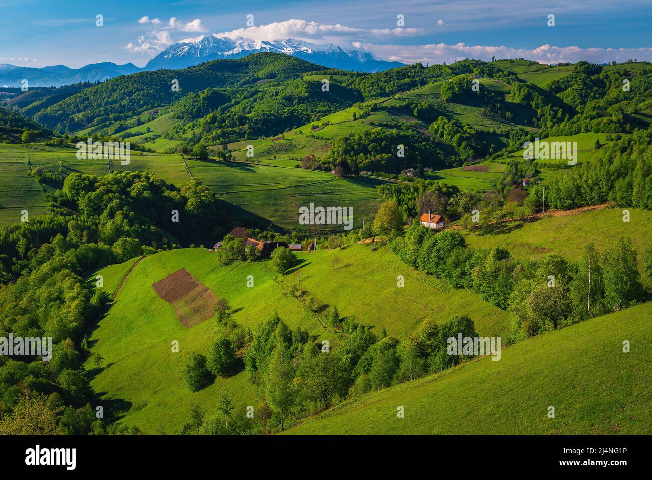 Amazing summer scenery with green meadows and agricultural farmlands on the slopes, high snowy mountains in background, Holbav village, Transylvania, Stock Photo
