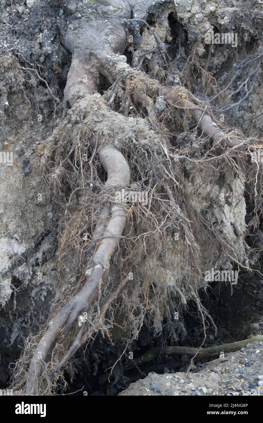 Exposed, old tree roots Stock Photo