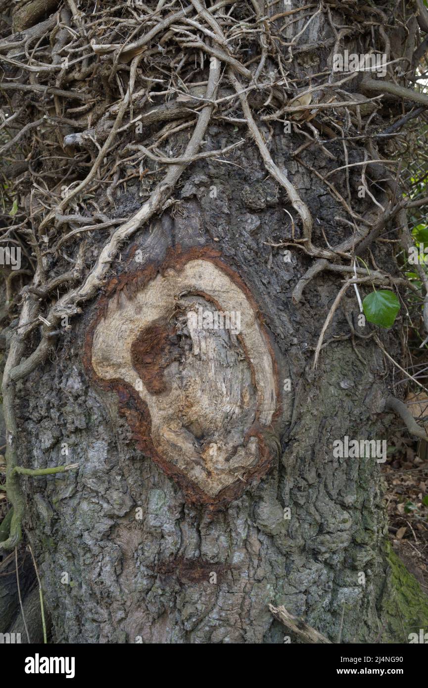 A well healed wound on a tree trunk after a branch removal Stock Photo