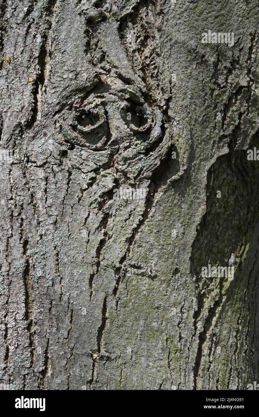 Tree bark, close up, looking like eyes Stock Photo