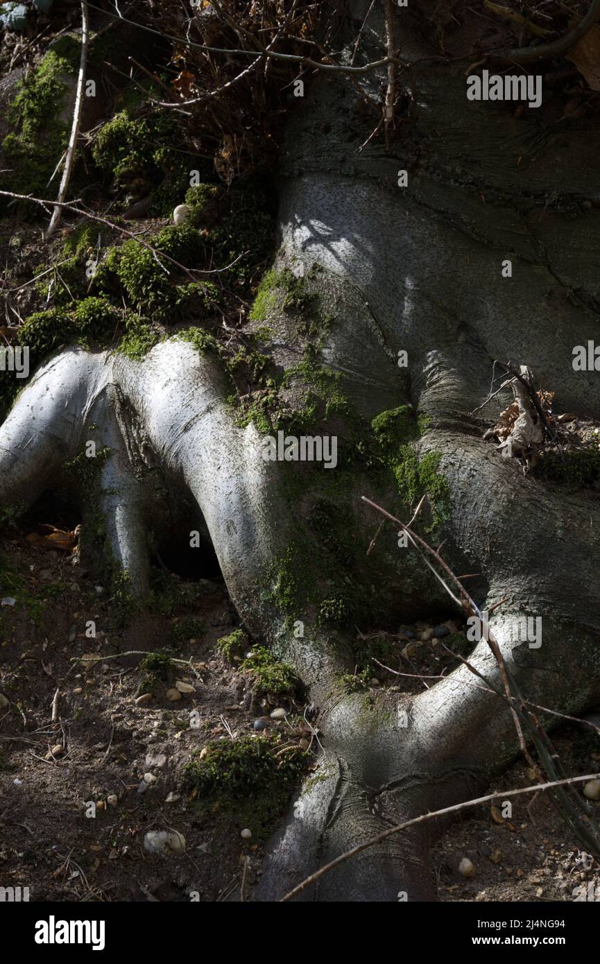 Exposed tree roots Stock Photo