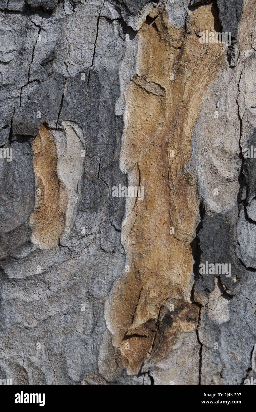 Tree bark, close up Stock Photo