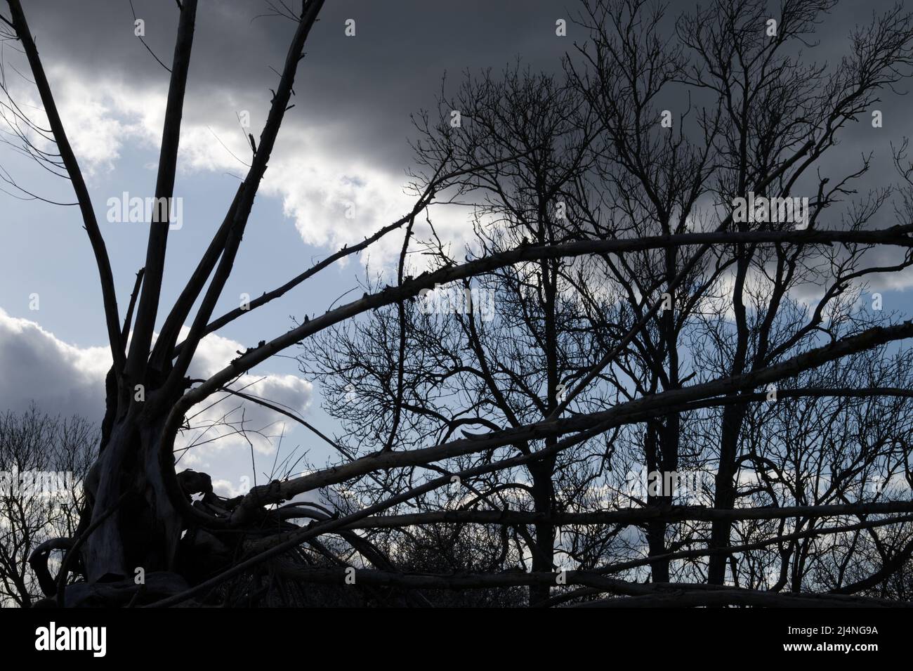 Tree branches silhouetted against the sky Stock Photo - Alamy