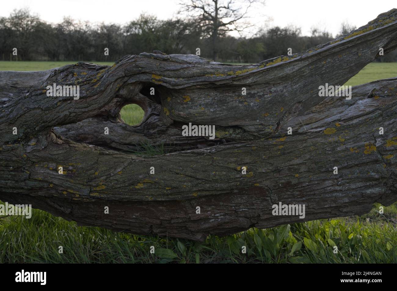 Eye-shaped hole in old willow tree trunk Stock Photo