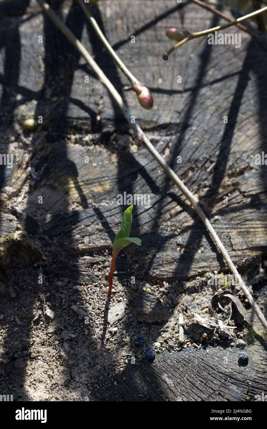 Survival. New life. Leaf shoot. Spring. Stock Photo