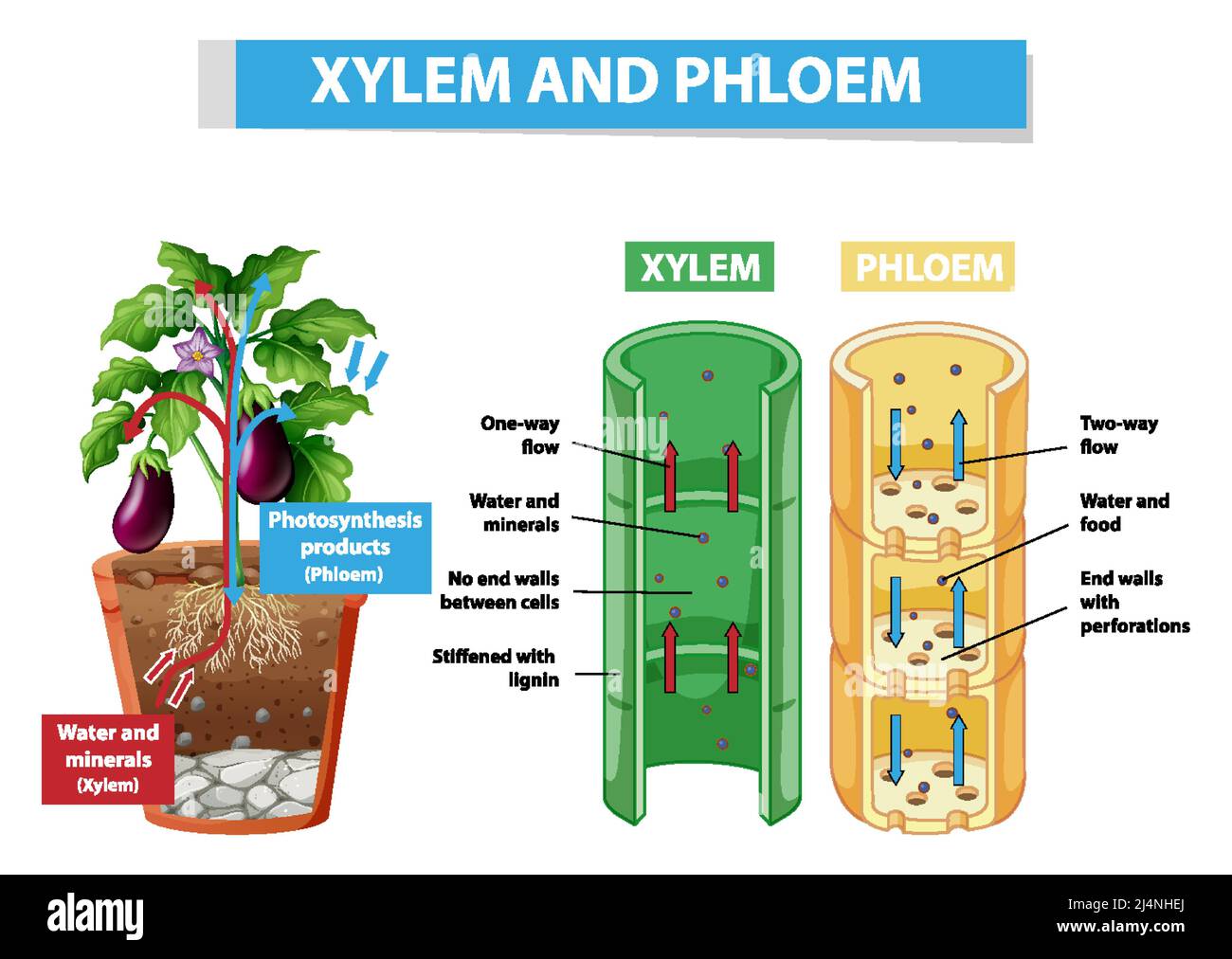 Diagram showing xylem and phloem in plant illustration Stock Vector Image & Art Alamy