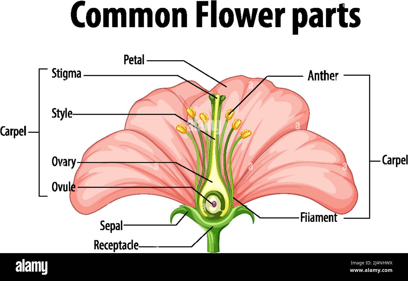 Diagram showing common flower parts illustration Stock Vector