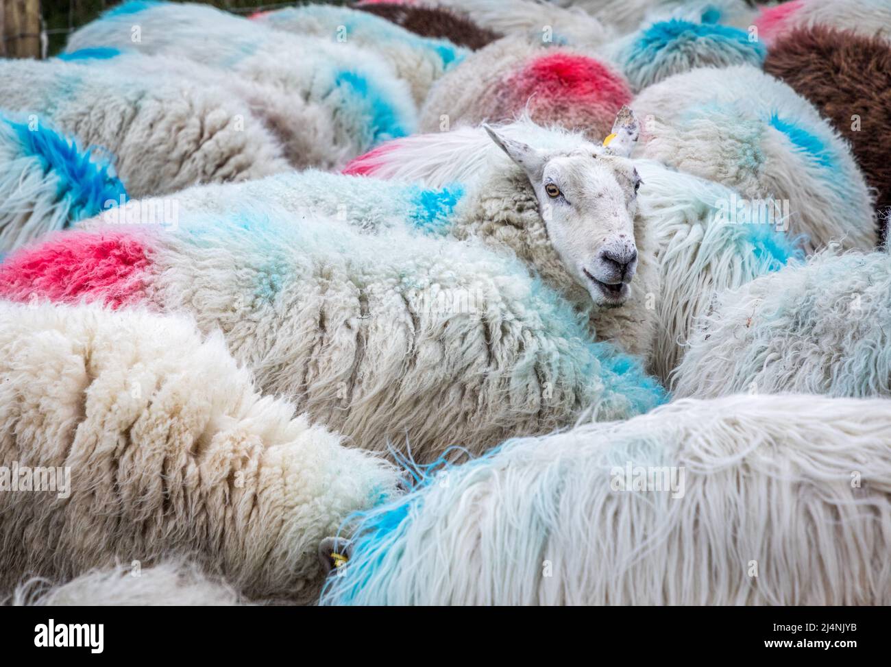 Mealagh Valley, Bantry, Cork, Ireland. 16th April, 2022. A sheep looks up from a feeding trough while eating nuts on the farm of Mike Russell in the Mealagh Valley, Bantry, Co. Cork, Ireland.  - Credit; David Creedon / Alamy Live News Stock Photo
