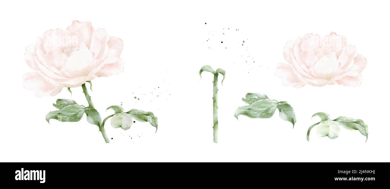 Set of pink rose watercolor elements isolated on white background. Botanical illustration collection of bouquet, flower, buds, leaves, and branches. Stock Vector