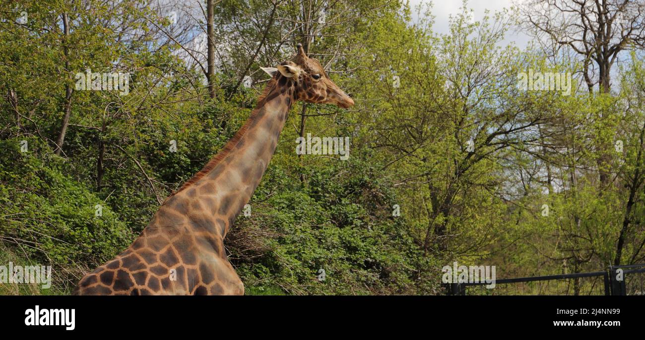 a big giraffe in the zoo Stock Photo - Alamy