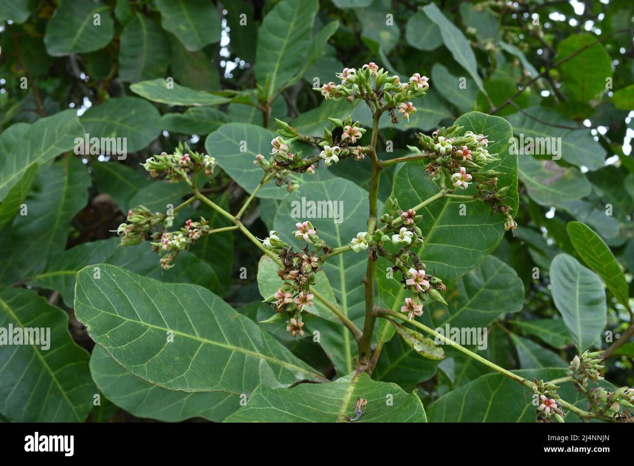 Flowers of the cashew plant (Anacardium occidentale), bloomed as a cluster Stock Photo