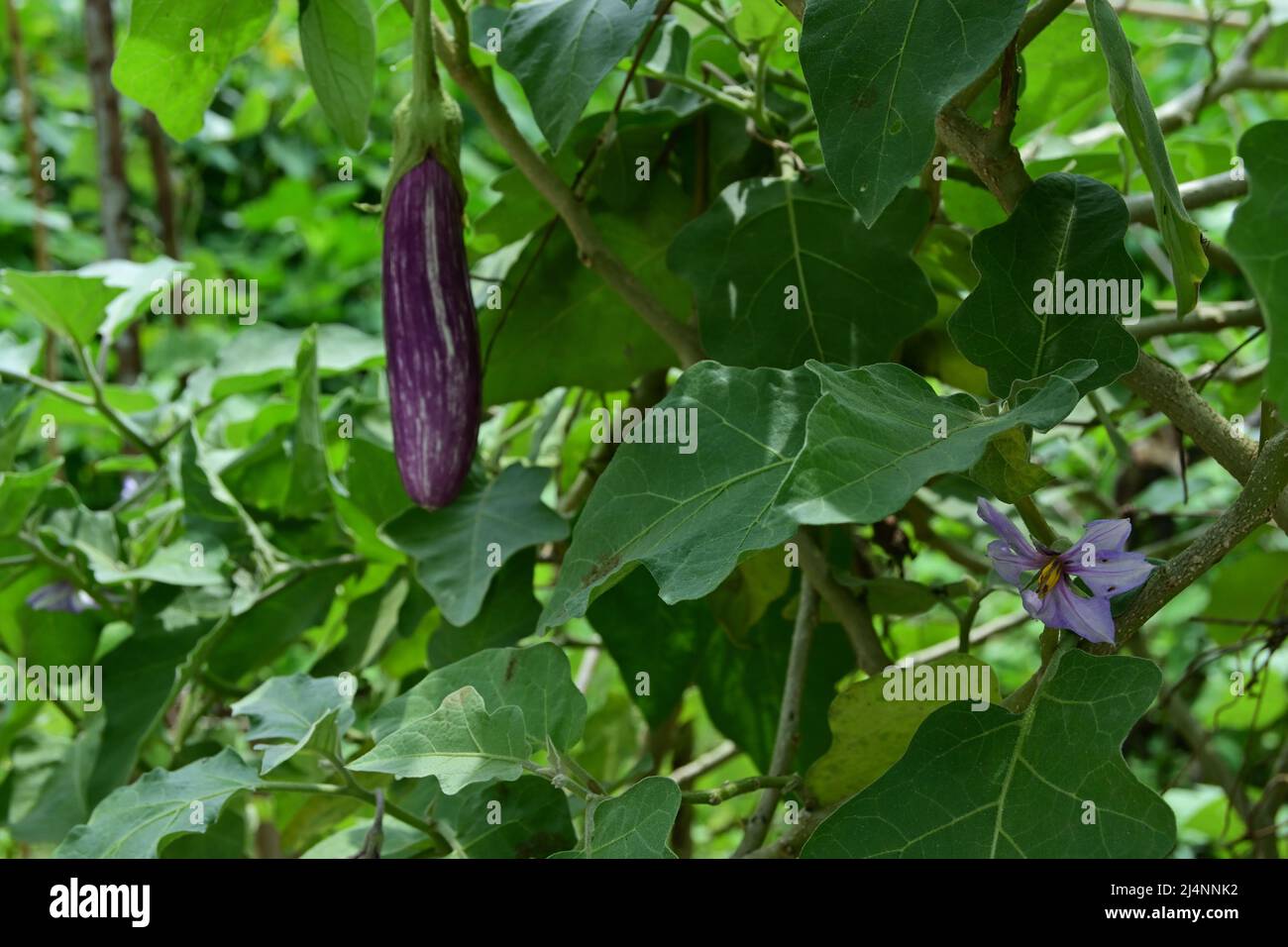 Close up of a purple Eggplant flower with the leaves in the garden Stock Photo