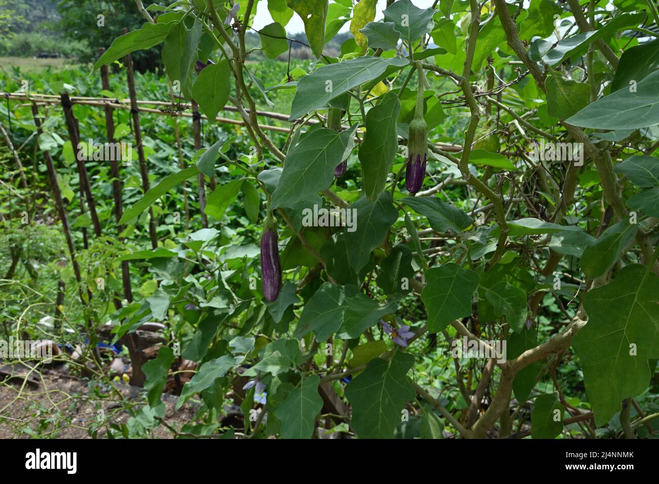 Eggplant branch with a developing long purple eggplant fruit in the garden Stock Photo