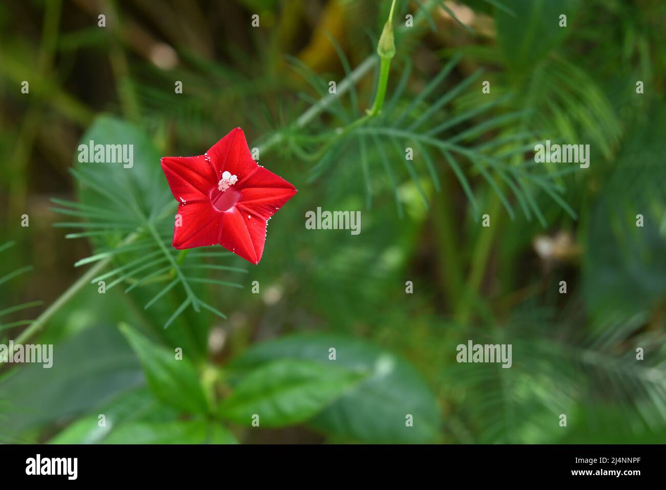 Close up of a red trumpet flower of a cypress vine (Ipomoea quamoclit) Stock Photo