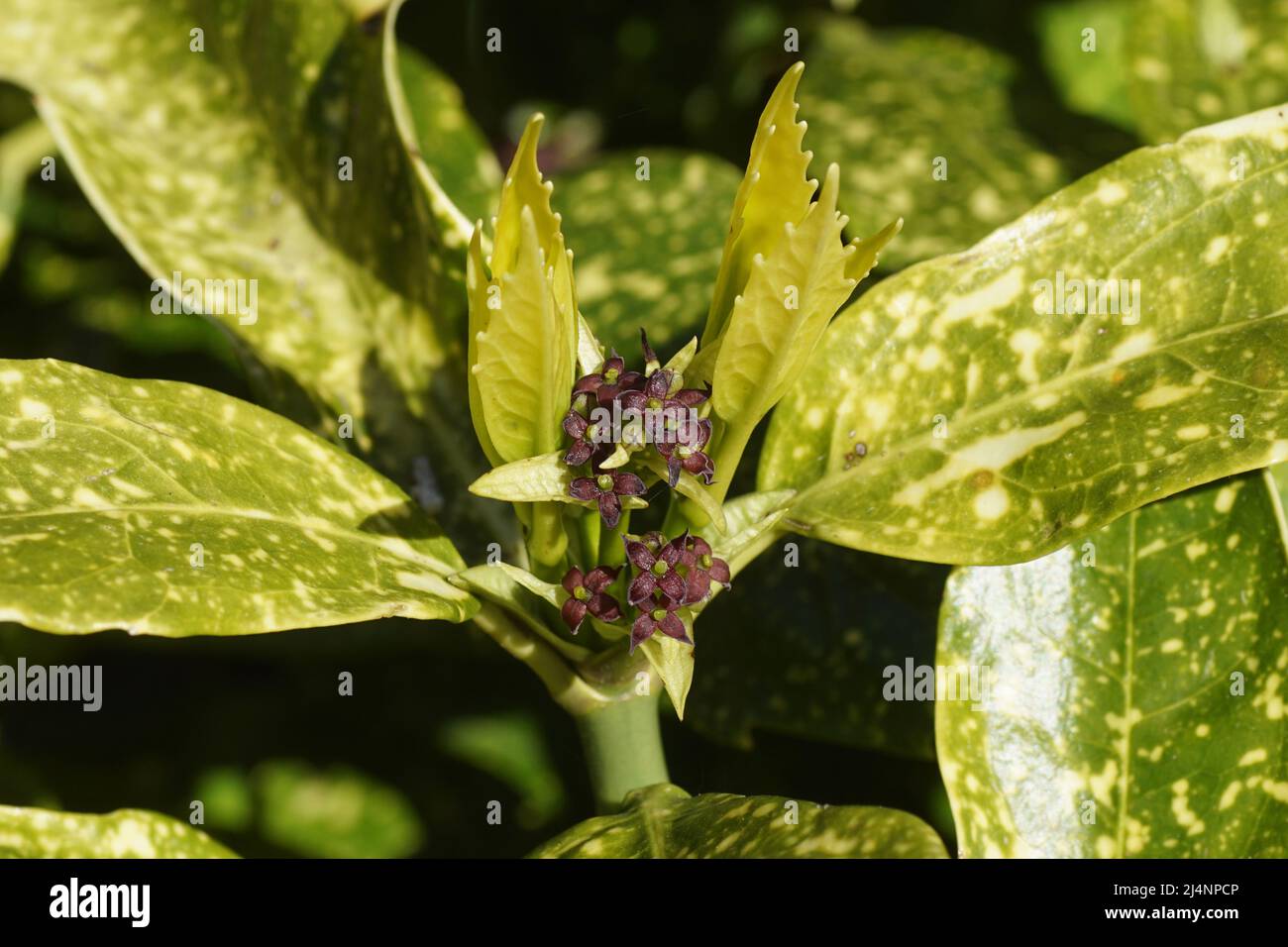 Close up Flowering Aucuba japonica Variegata (spotted laurel, Japanese