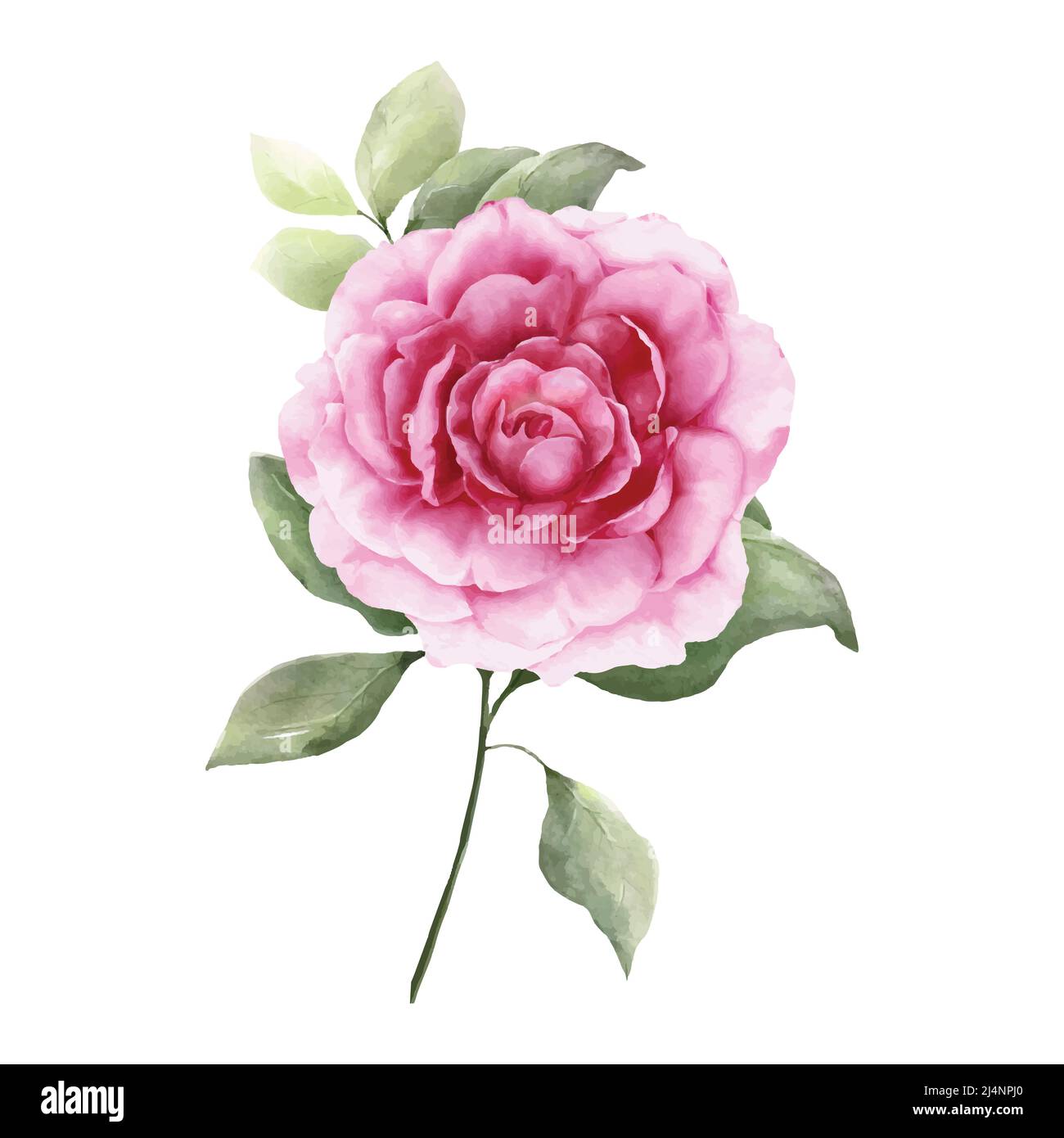 Watercolor painting of pink rose with decorative twigs and green leaves.  Romantic botanical composition for wedding or greeting cards. Stock Vector