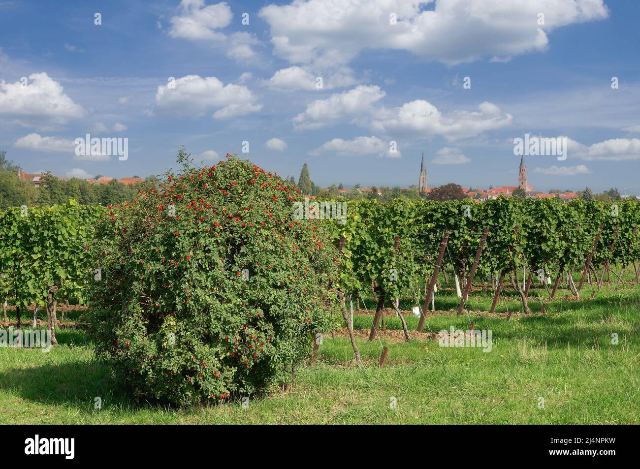 Wine Village of Edenkoben,Palatinate Wine region,Rhineland-Palatinate,Germany Stock Photo