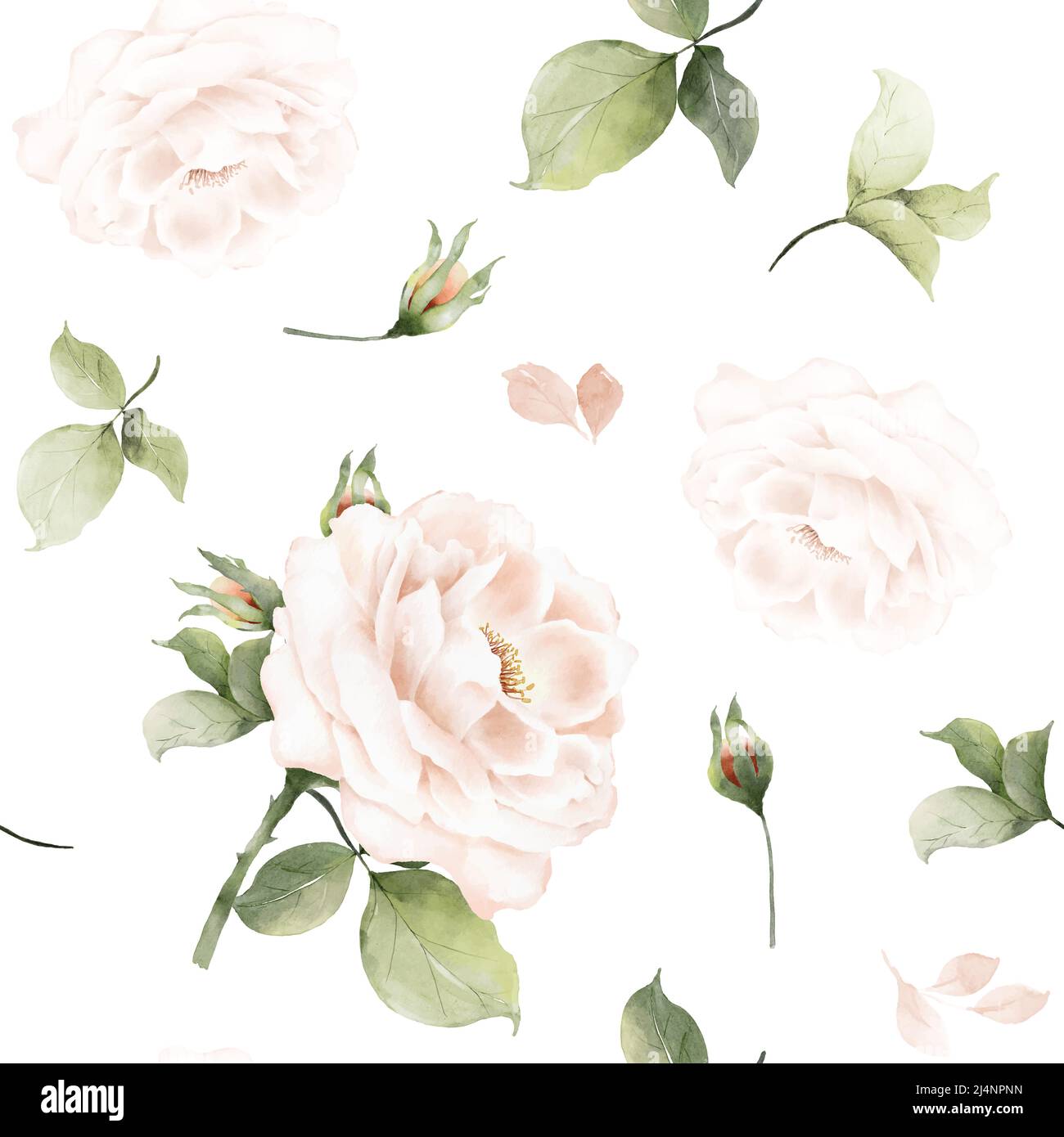 Seamless pattern with hand-painted watercolor bouquets of pink roses and leaves. Botanical pattern vector suitable for decorating wedding backgrounds, Stock Vector