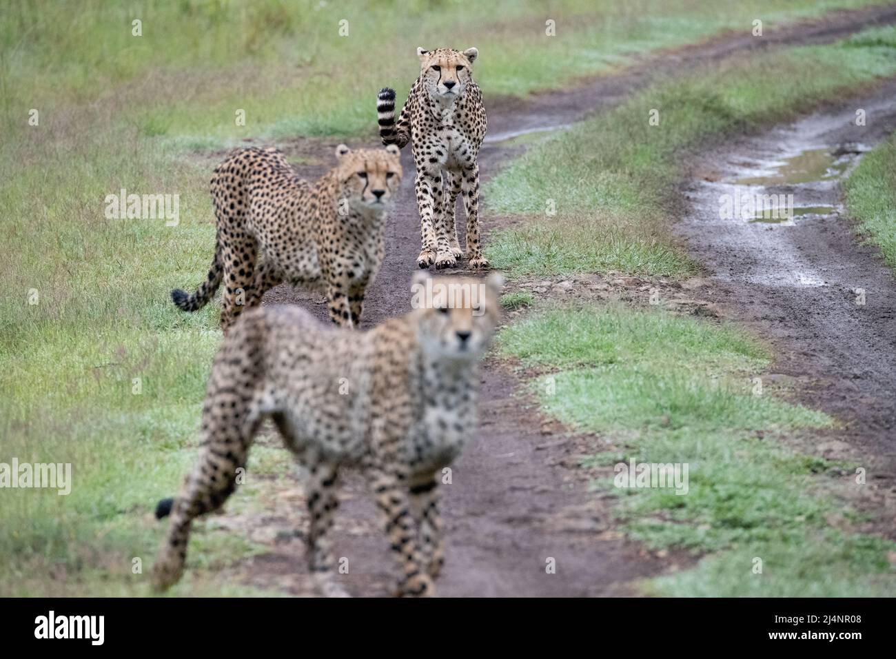 cheetahs walking in line down a wet dirt track Stock Photo