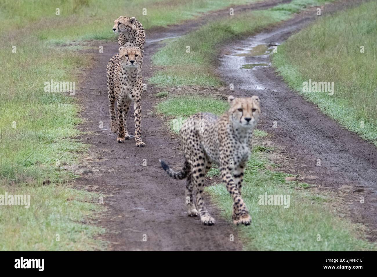 three cheetahs walking down a track in a line Stock Photo