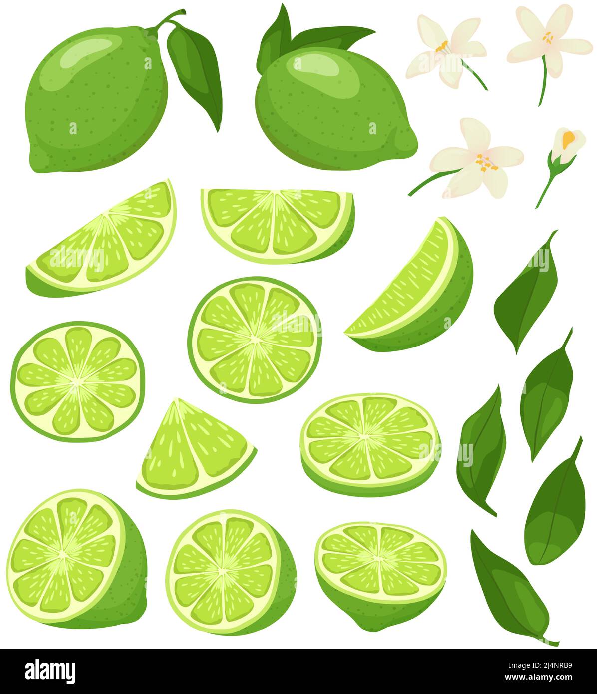 Whole limes Stock Vector Images Alamy