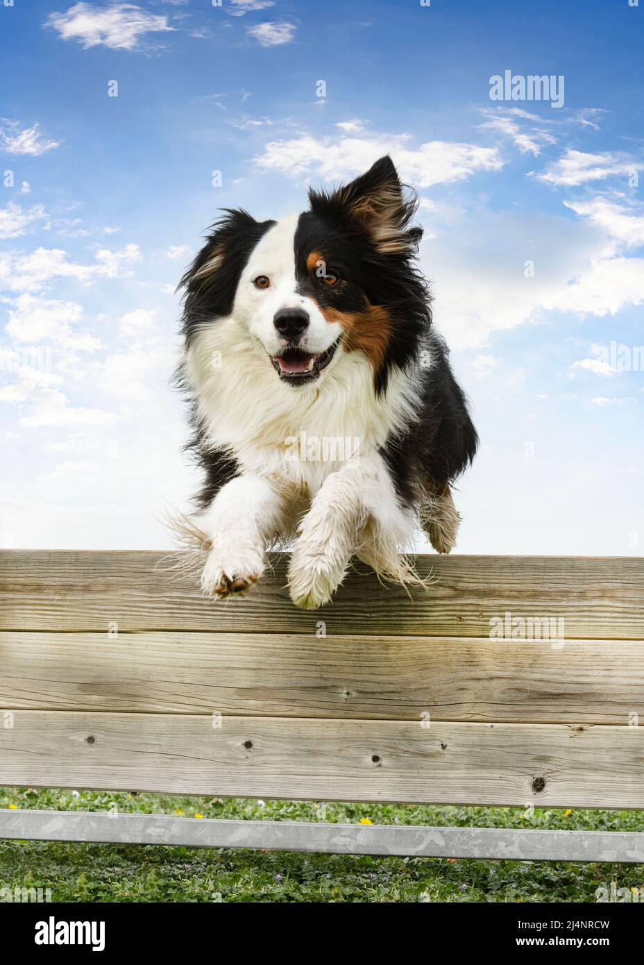 Australian shepherd jumping fence hires stock photography and images