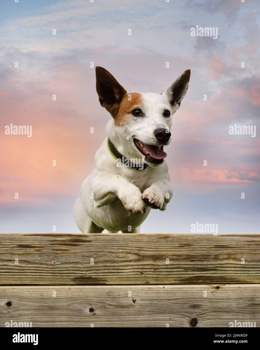training for a jack russel terrier on a fence for obedience discipline