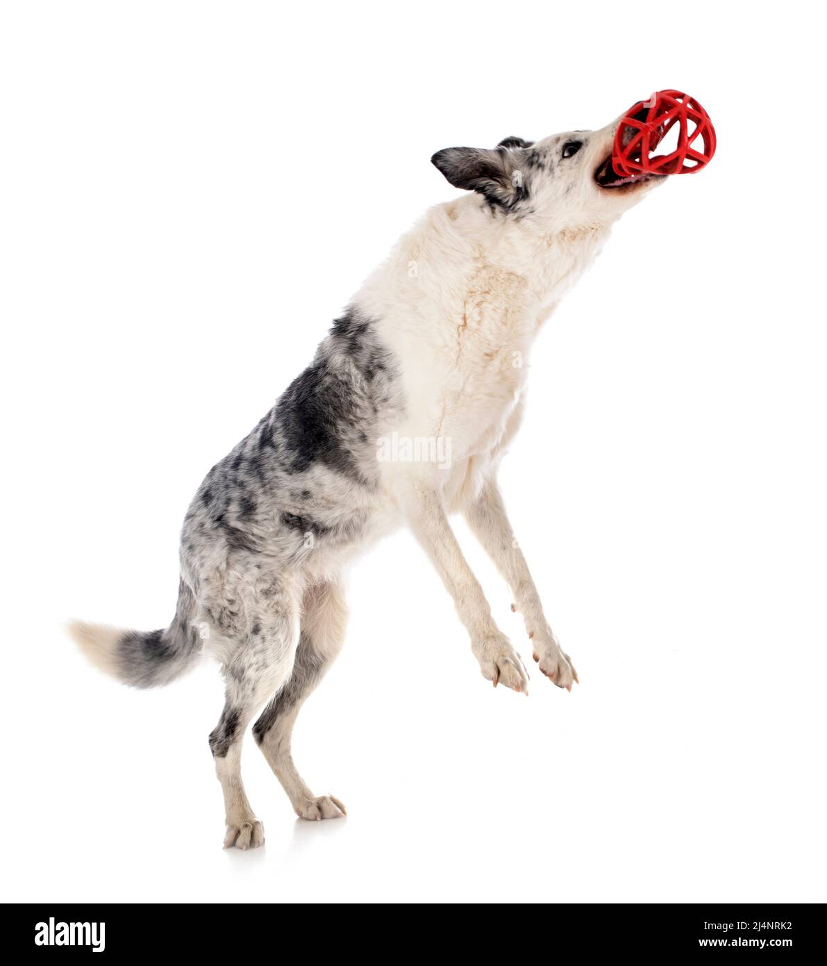 old border collie in front of white background Stock Photo - Alamy