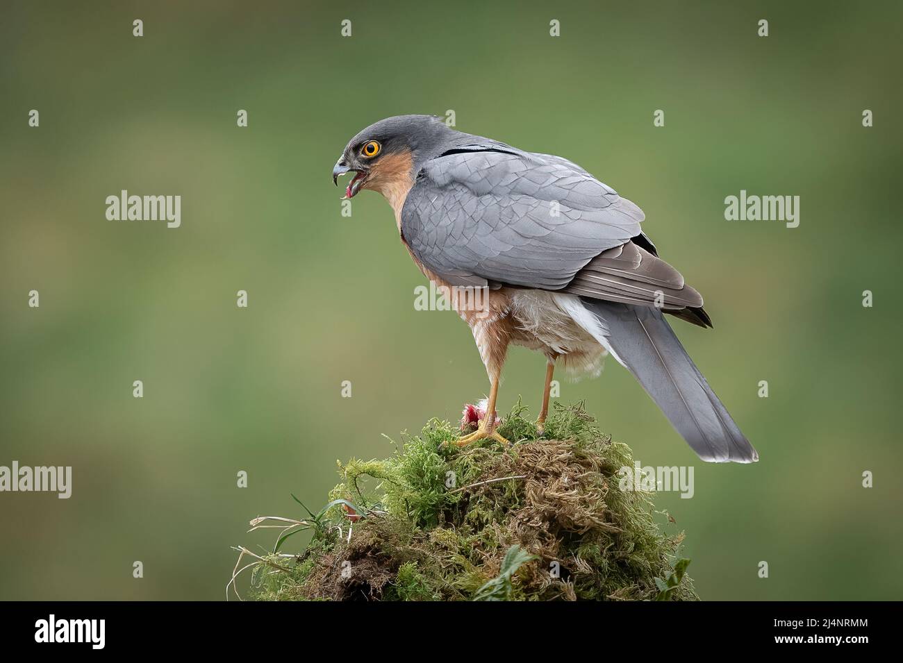 A close up of a feeding male sprrowhawk perched on top of a lichen covered tree trunk Stock Photo