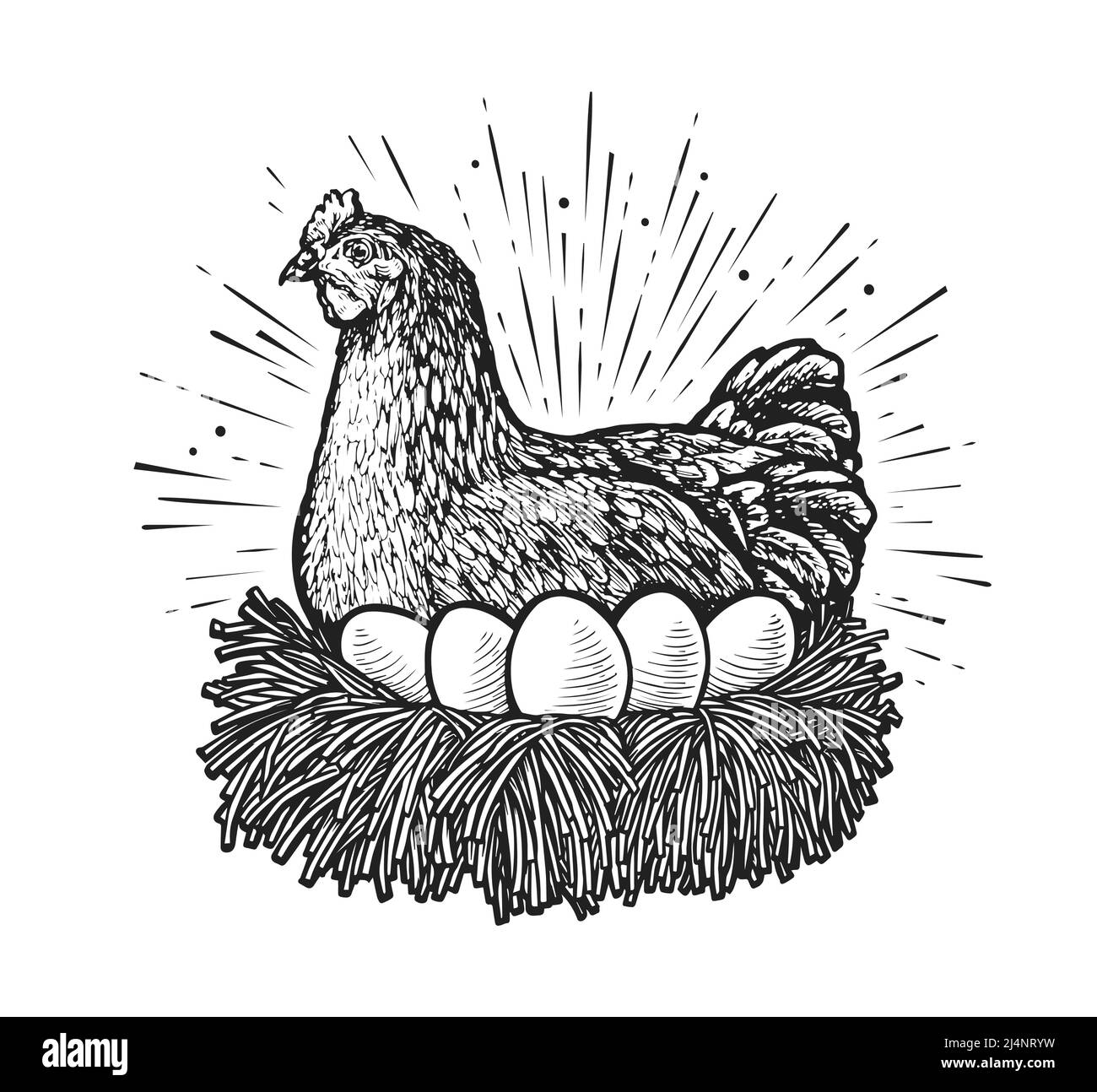 Hen laying hen Black and White Stock Photos & Images Alamy