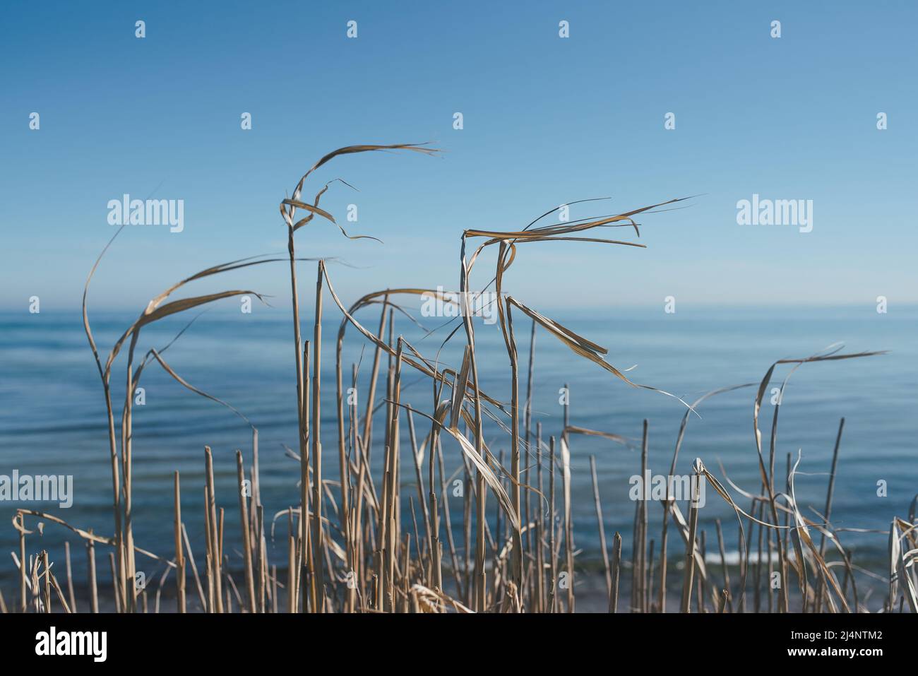 beautiful soft nature background or wallpaper, golden reed against shallow blue sea and clear blue sky Stock Photo
