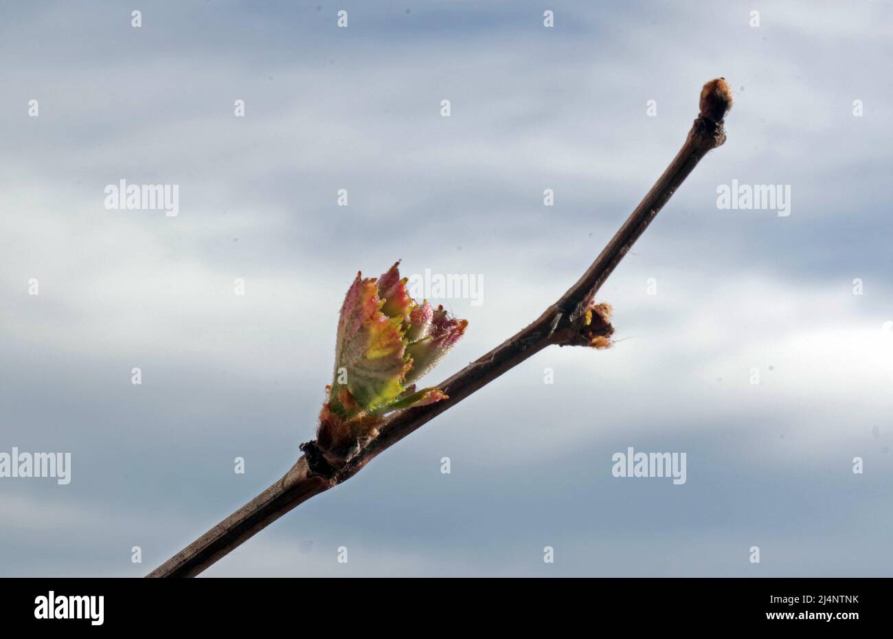 Vitis vinifera blooming close-up Stock Photo