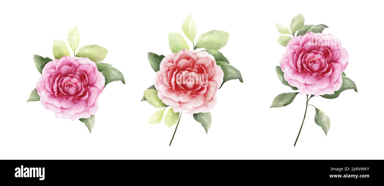 Set of rose bouquet watercolor isolated on white background. Romantic ...