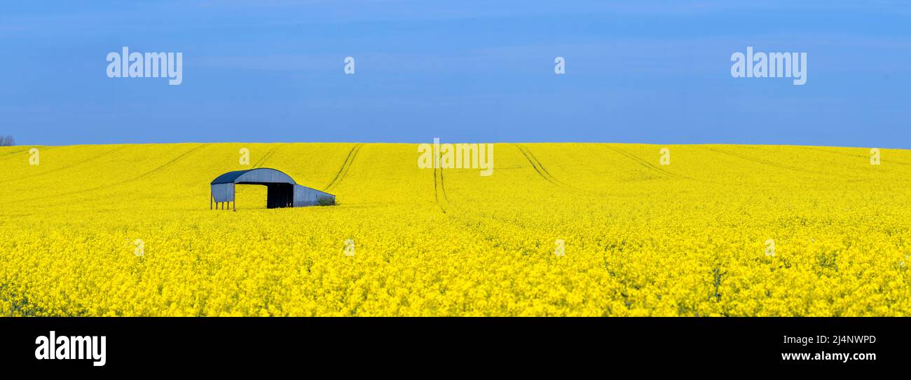 The iconc Dutch Barn visable in a field of rape at Sixpenny Handley ...