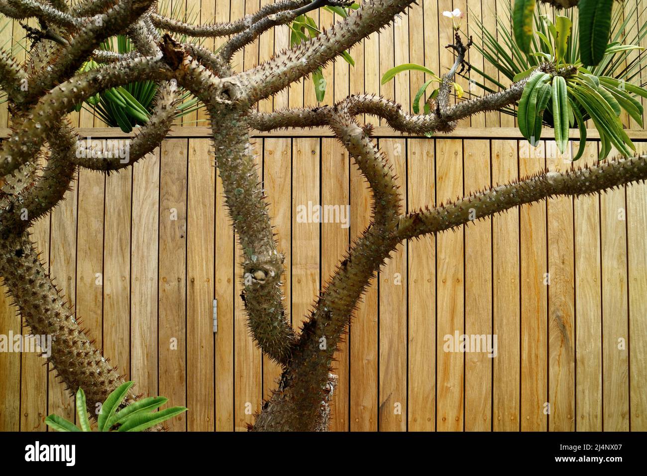 Silk Floss trees Ceiba speciosa against wooden background in Brisbane, Queensland, Australia Stock Photo
