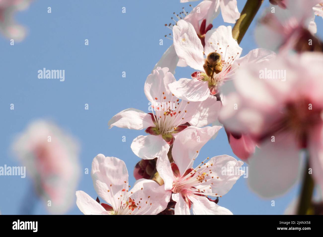 Bloom flower apricot tree. Apricot tree flowers with soft focus. Spring