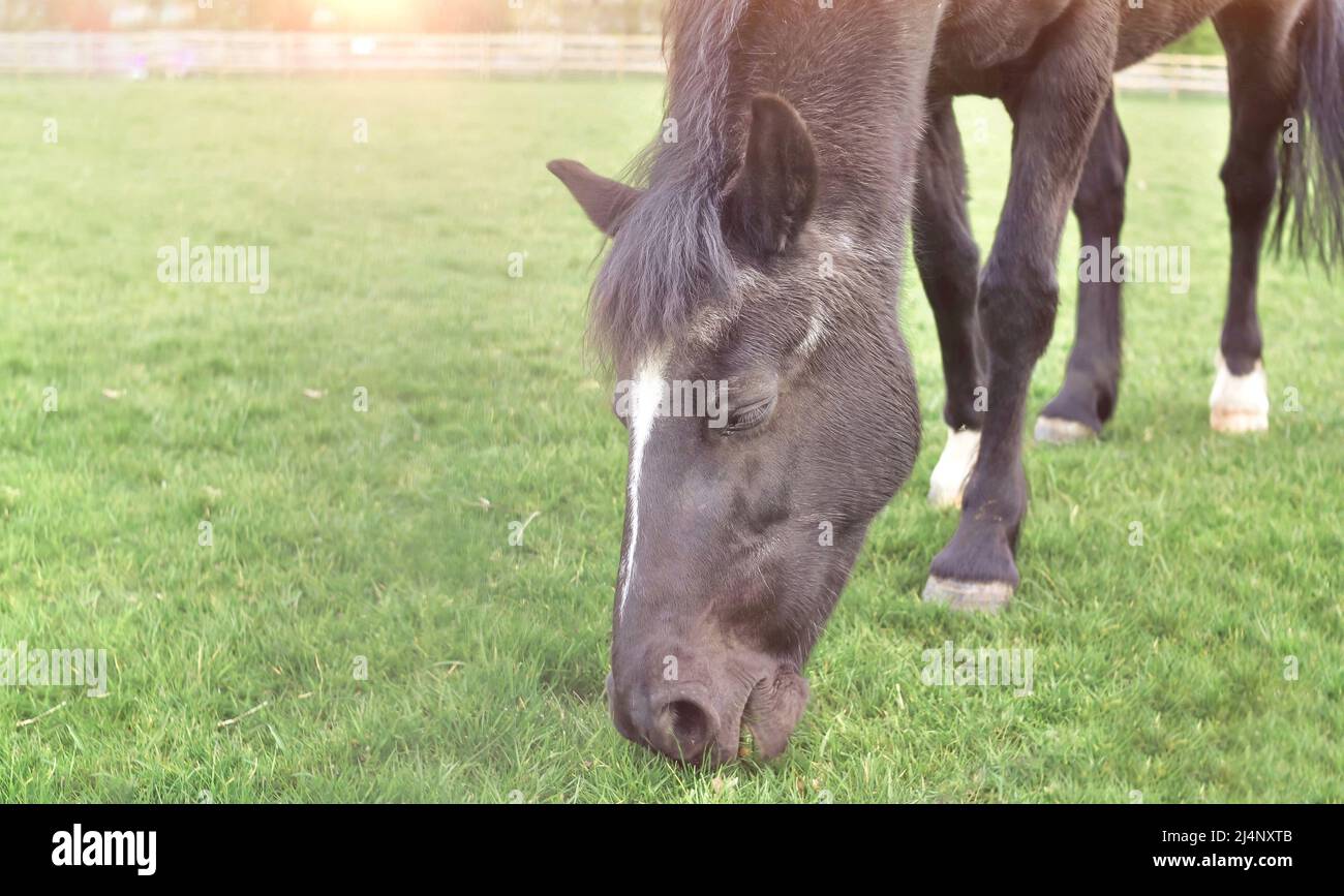 Horse grazing on farm and chewing green grass copy space Stock Photo Alamy