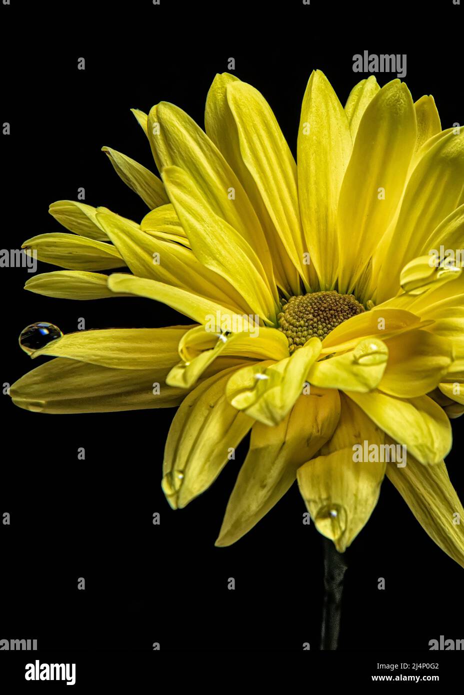Yellow Daisy with Water Drop Stock Photo