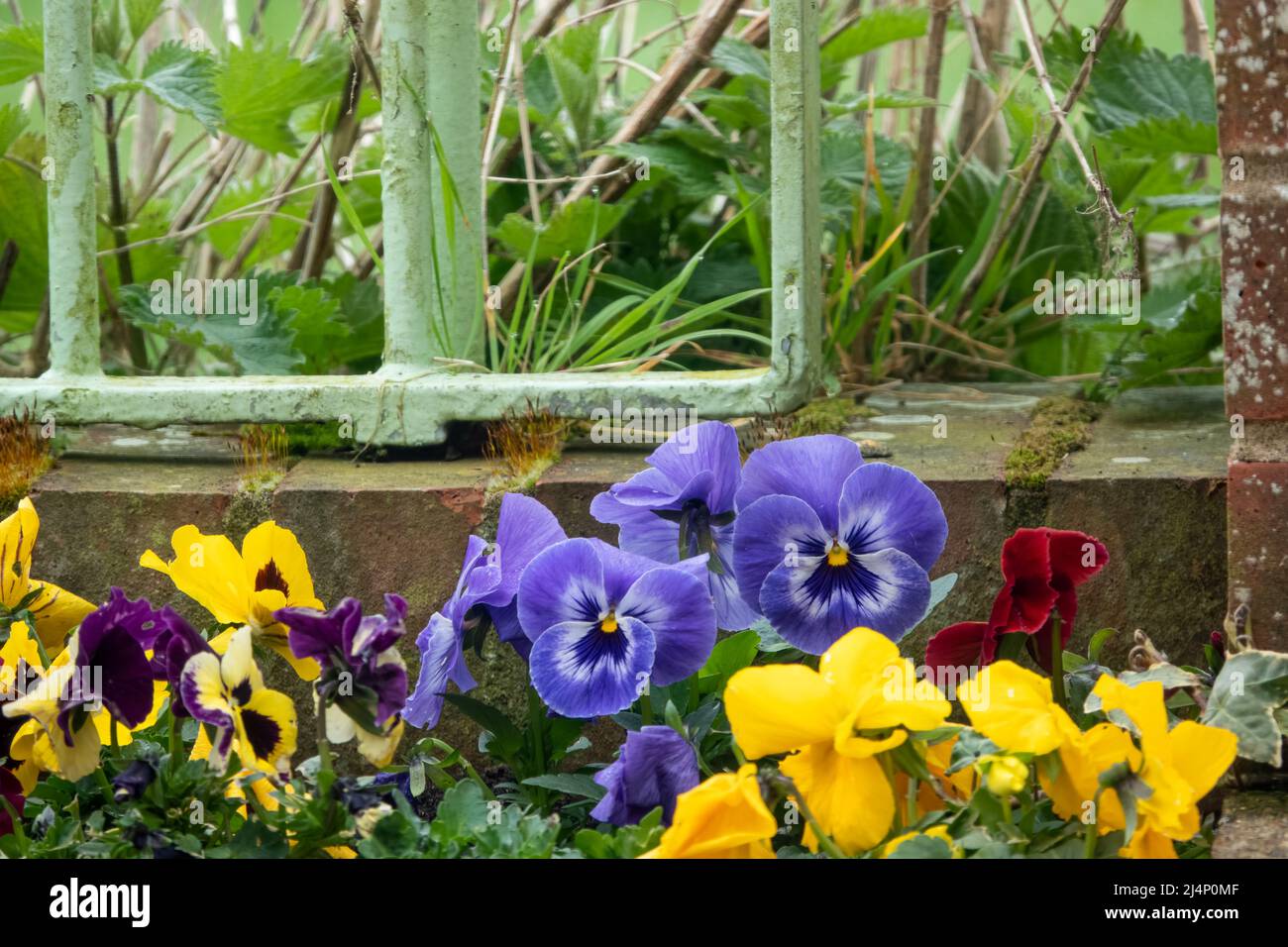 close up of a beautiful spring flowering blue and yellow Pansies (Viola tricolor var. hortensis) Stock Photo