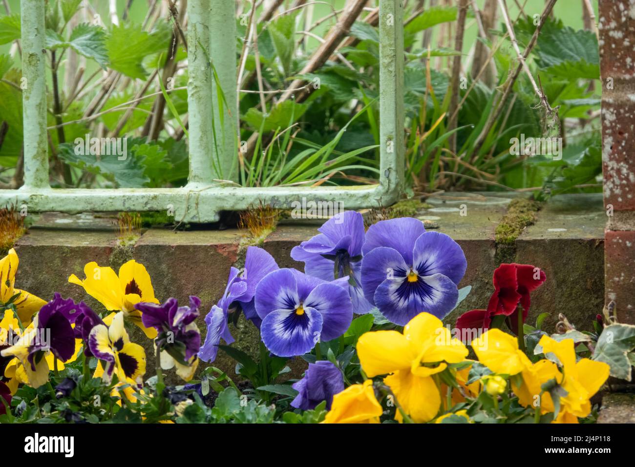 close up of a beautiful spring flowering blue and yellow Pansies (Viola tricolor var. hortensis) Stock Photo