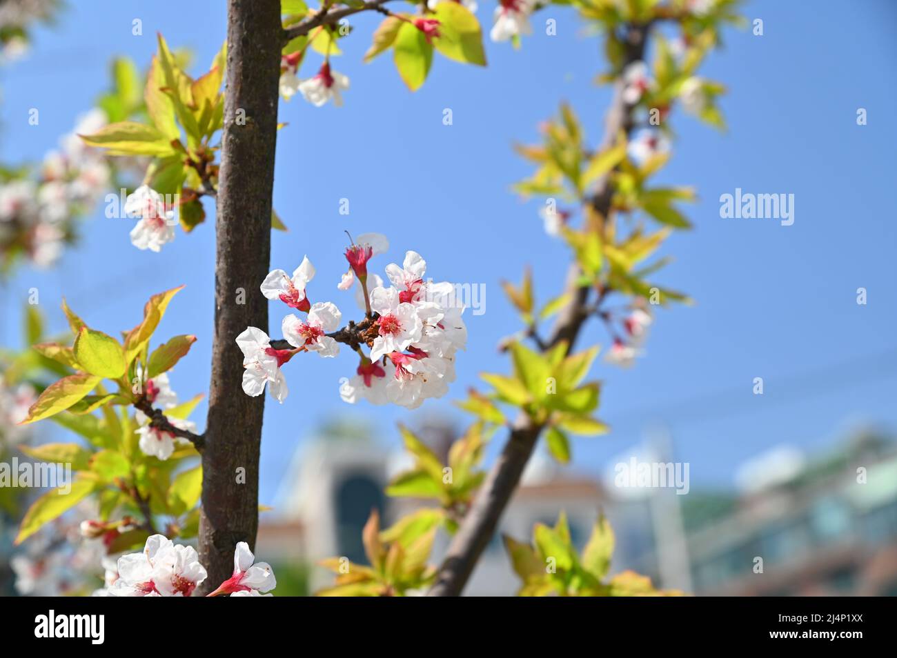 On a sunny day cherry blossoms are blooming beautifully Stock Photo