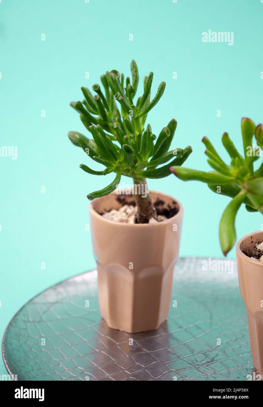 Succulent plant Sedum family Crassulaceae. A flower in a glass with pebbles. Unpretentious home living plant. Mini garden. Stock Photo