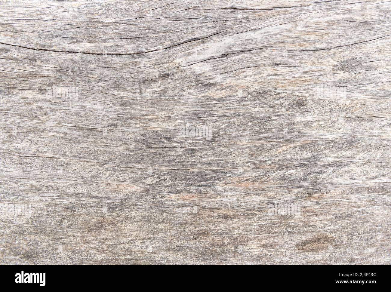 texture of bark wood use as natural background Stock Photo - Alamy