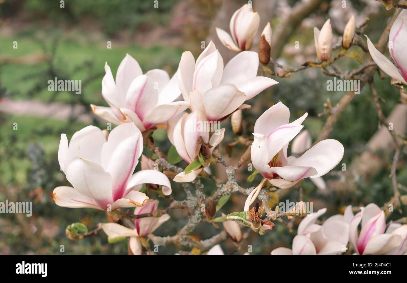 Close up of magnolia tree flowers background. Blooming in spring  Stock Photo