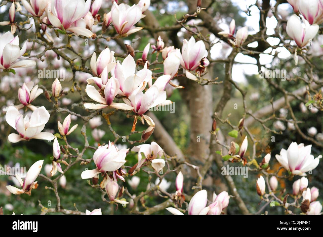 Close up of magnolia tree flowers background. Blooming in spring  Stock Photo