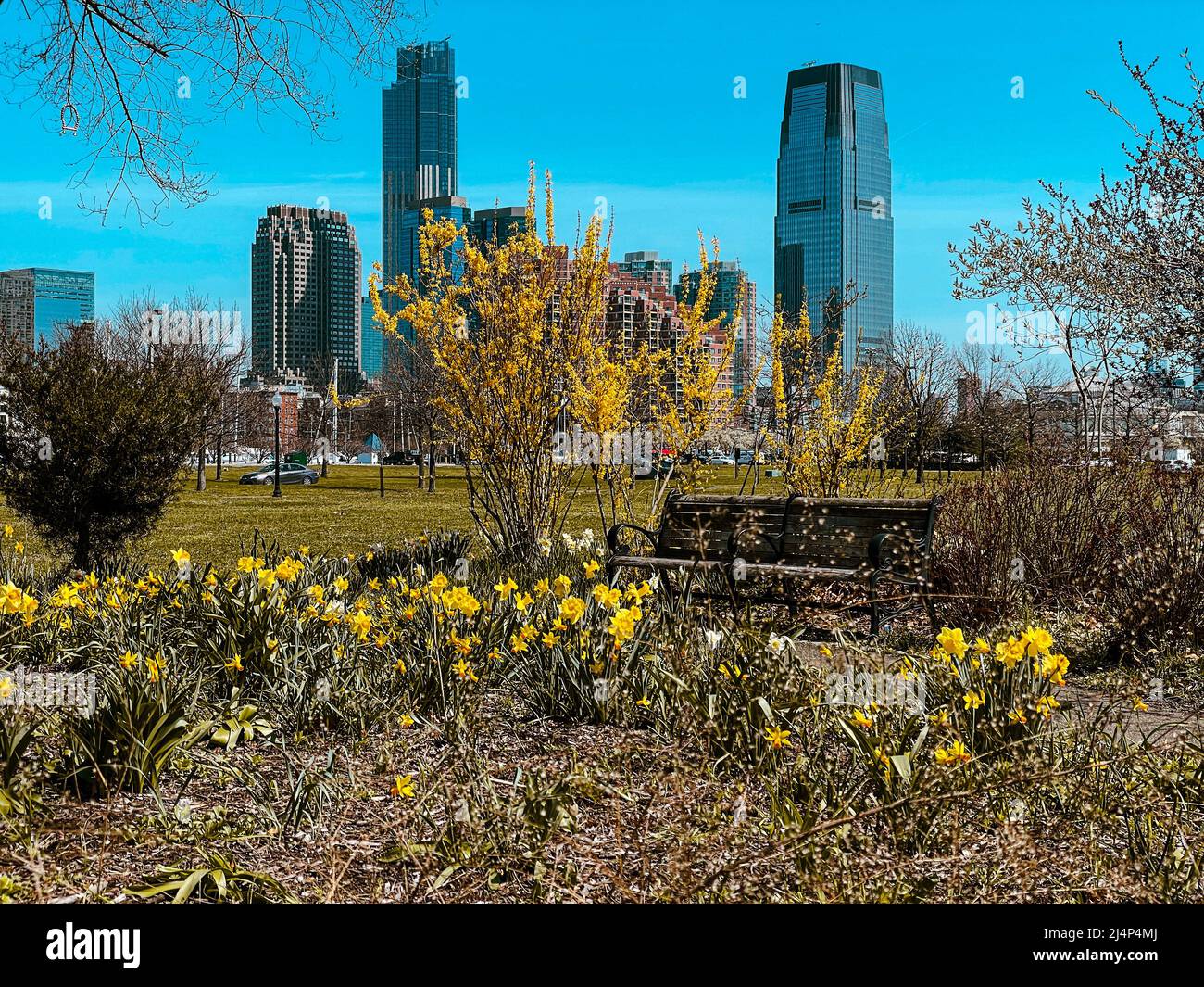 Skyline of Jersey City as seen from Liberty State Park. Background shows Goldman Sachs building. Foreground with bench and spring flowers Stock Photo